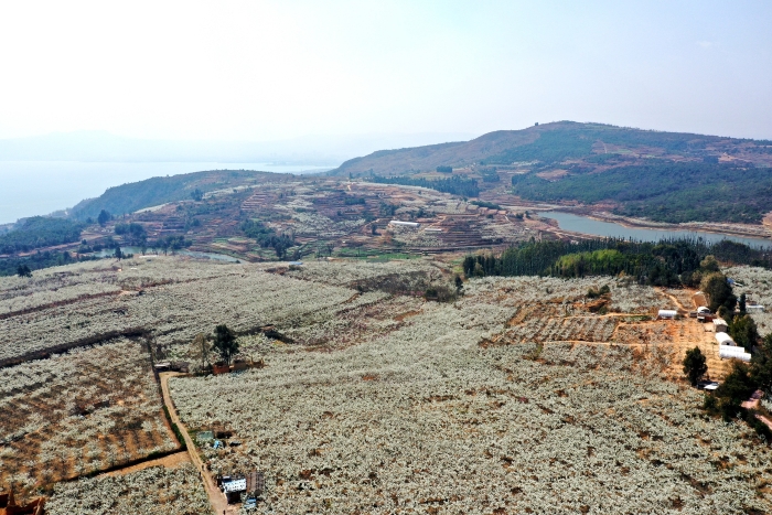 江川区江城镇侯家沟村大平地梨园。李丹摄。