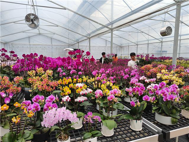 年宵花蝴蝶兰上市热销迎新春