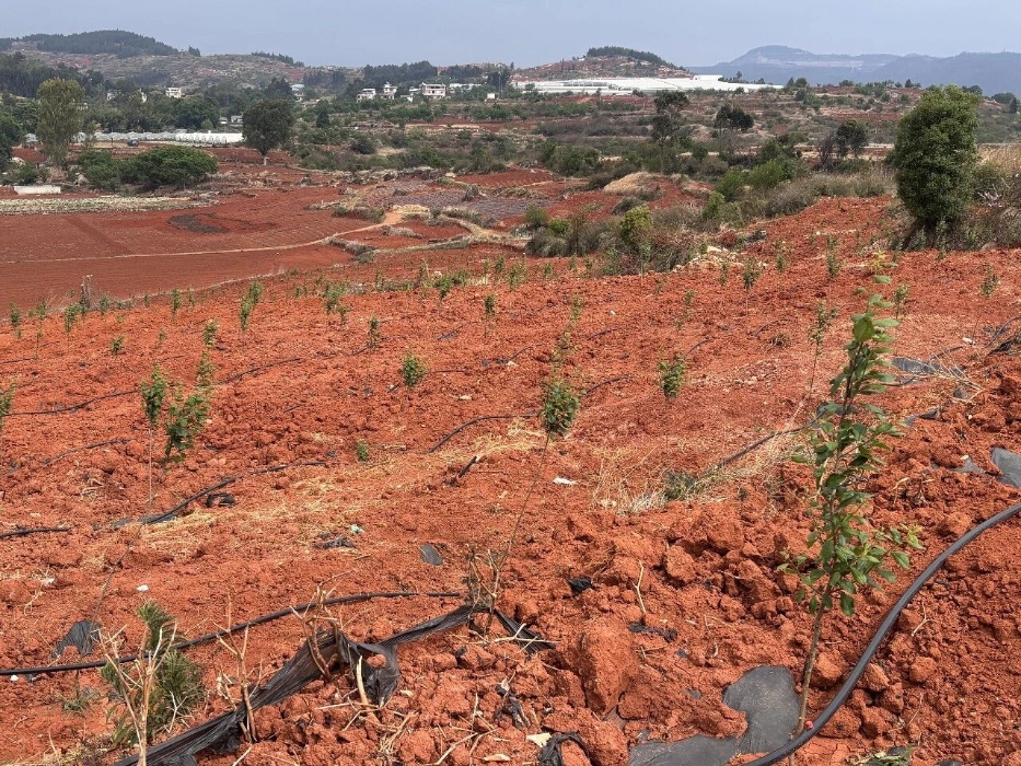 江城镇温泉村：西梅种植拓宽致富