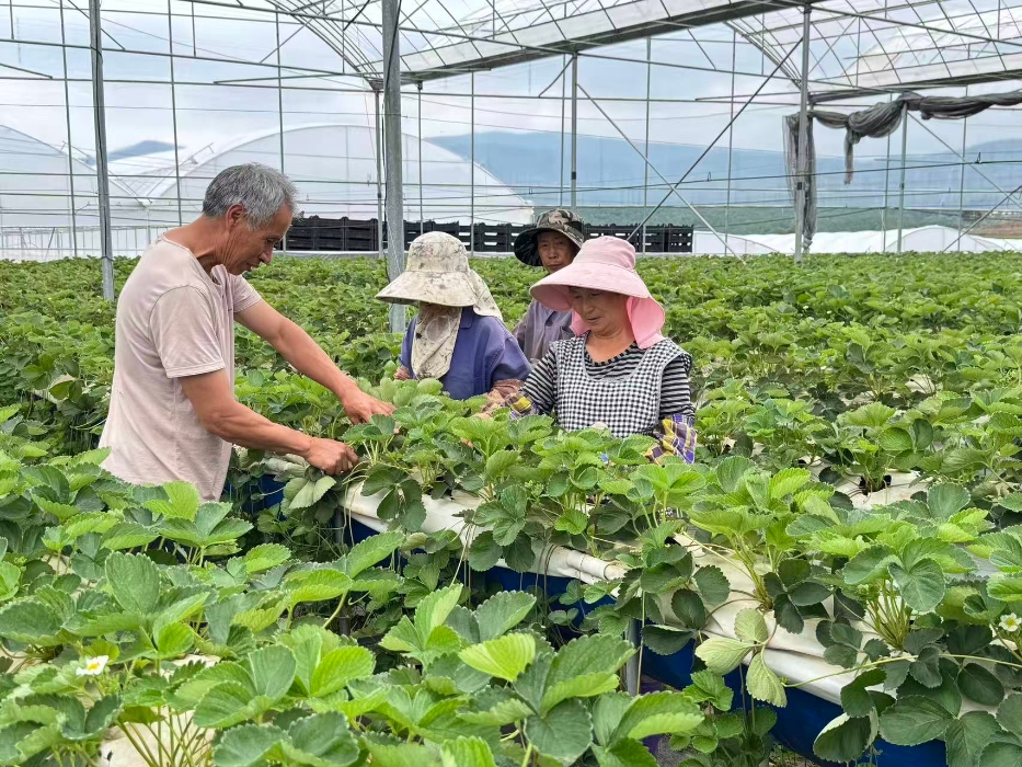 九溪镇：高架育苗培育富民“莓”好产业